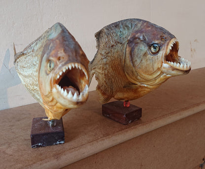 Two Large Mounted Piranha Fish