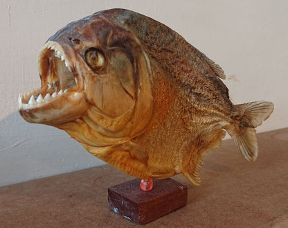 Two Large Mounted Piranha Fish