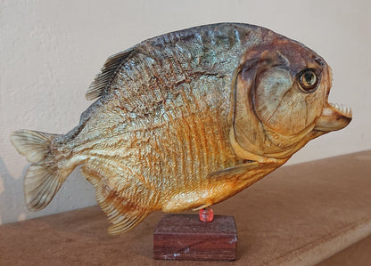 Two Large Mounted Piranha Fish