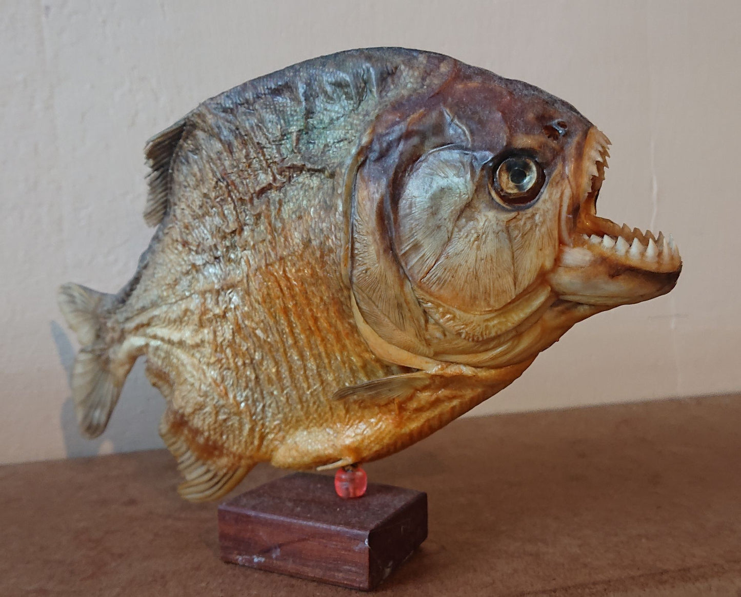 Two Large Mounted Piranha Fish