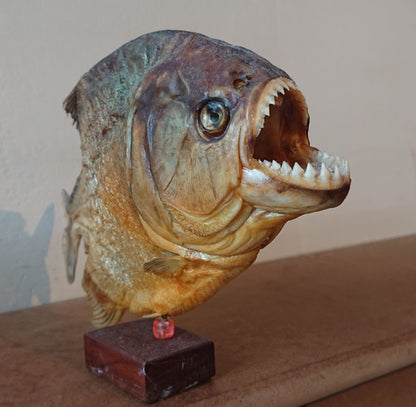 Two Large Mounted Piranha Fish