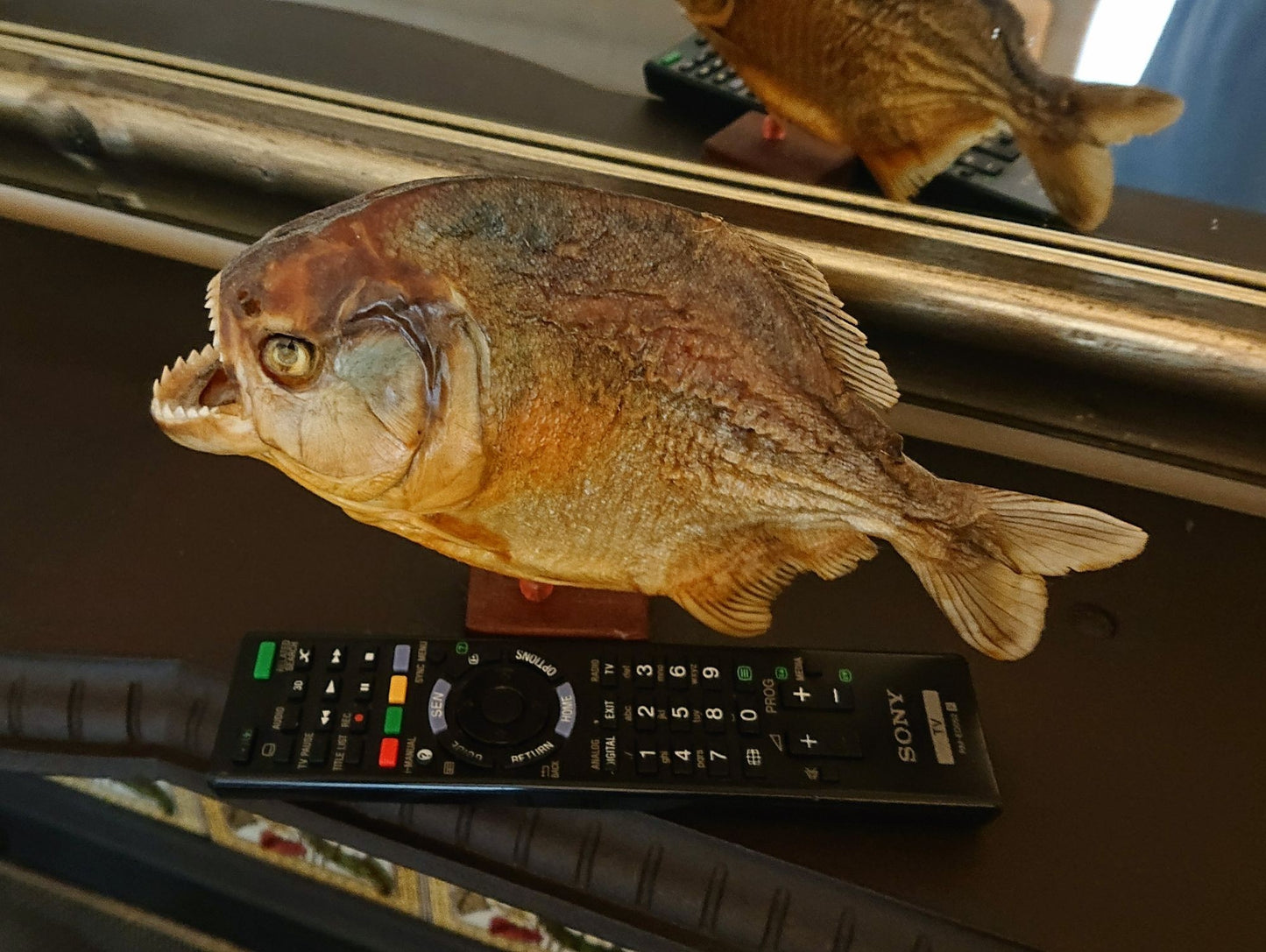 Two Large Mounted Piranha Fish