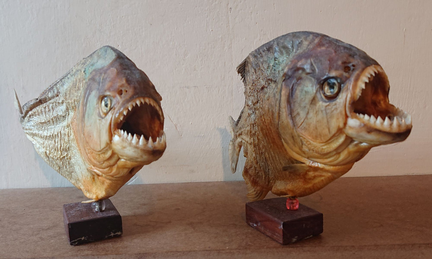 Two Large Mounted Piranha Fish