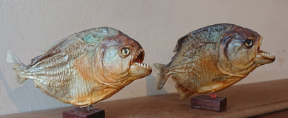 Two Large Mounted Piranha Fish