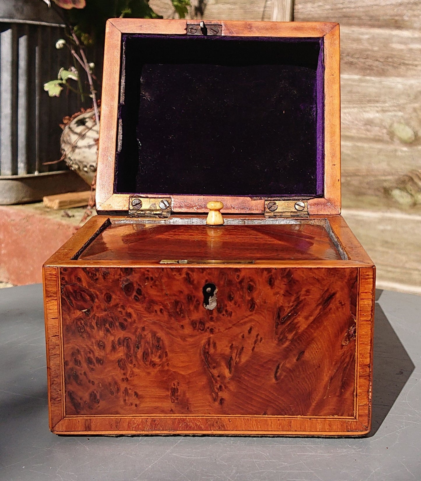 Burr Yew Tea Caddy