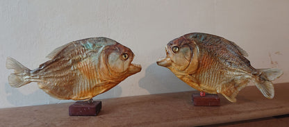 Two Large Mounted Piranha Fish