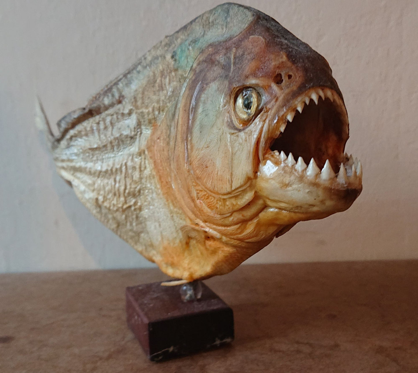 Two Large Mounted Piranha Fish