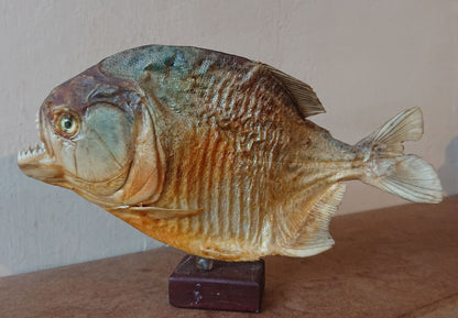 Two Large Mounted Piranha Fish