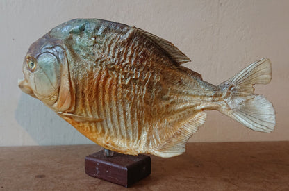 Two Large Mounted Piranha Fish