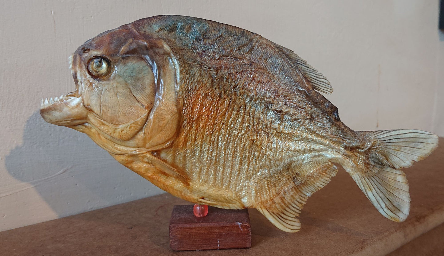 Two Large Mounted Piranha Fish